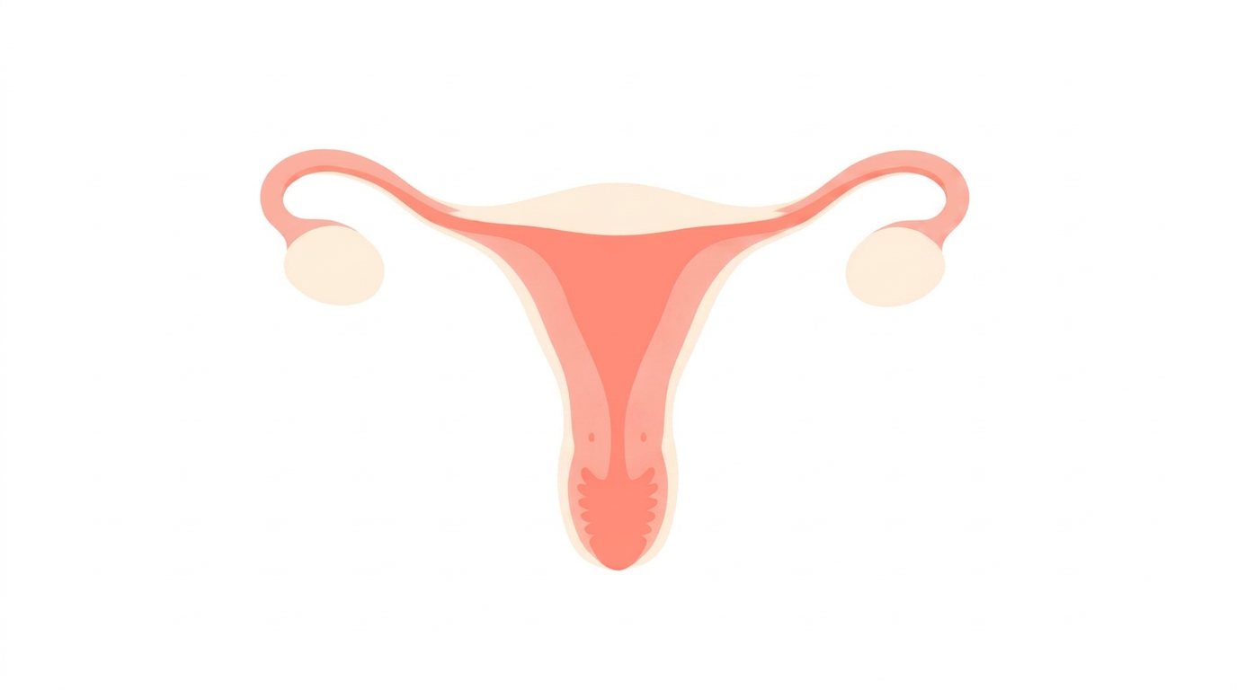 Adenomiose: a "irmã" da endometriose que vive dentro do útero